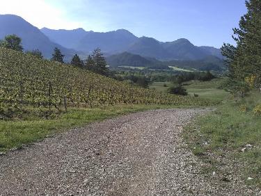 Chemin des vignes vers Châtillon