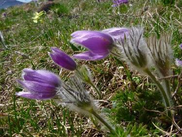 Anémones pubescentes 