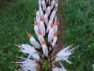 belle inconnue sur le chemin