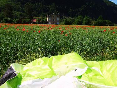 en bordure des coquelicots 