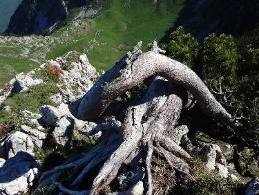 motivés les pins pour survivre sur cette arête 
