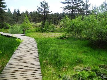TourbiÃ¨re de Gimel 1