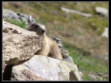 Marmotte au rieu clarat