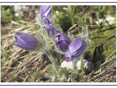 Pulsatille des montagnes