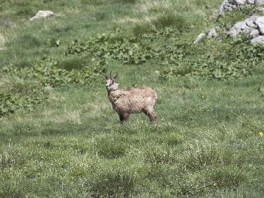 Chamois