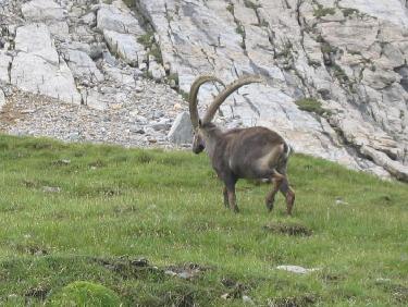 Bouquetin au dessus du lac de Chanrouge !