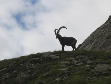 Bouquetin