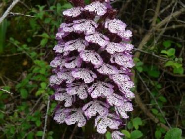 Famille des Orchidaceae