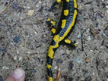 Rencontre avec le Dragon