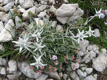 Edelweiss