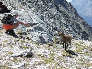 Dresseuse de bouquetin ?