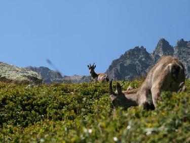 Au milieu des myrtilles