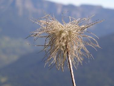 Pulsatilla alpina seed