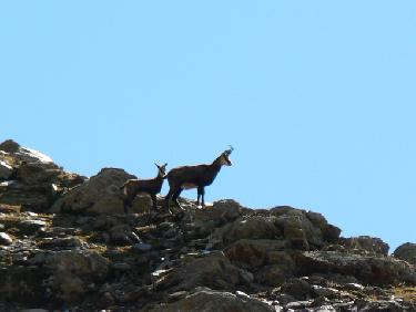 Chamois du Fond de la Belle Etoile