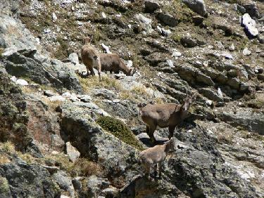 Bouquetins sous l&apos;arête Ouest de la Belle Etoile