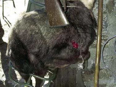 chamois mort à la Petite Vaudaine