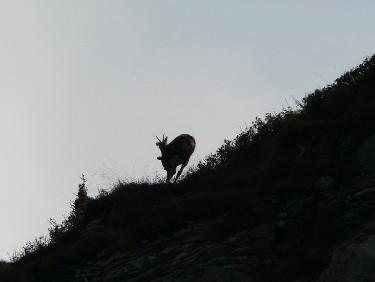 Chamois