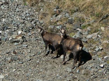 Chamois sous le Grand Replomb