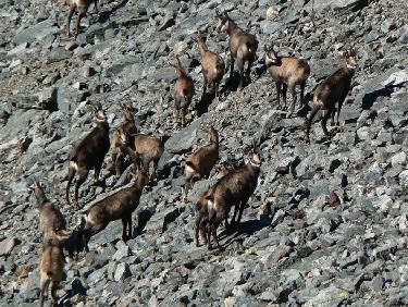 Harde de chamois sous le Grand Replomb
