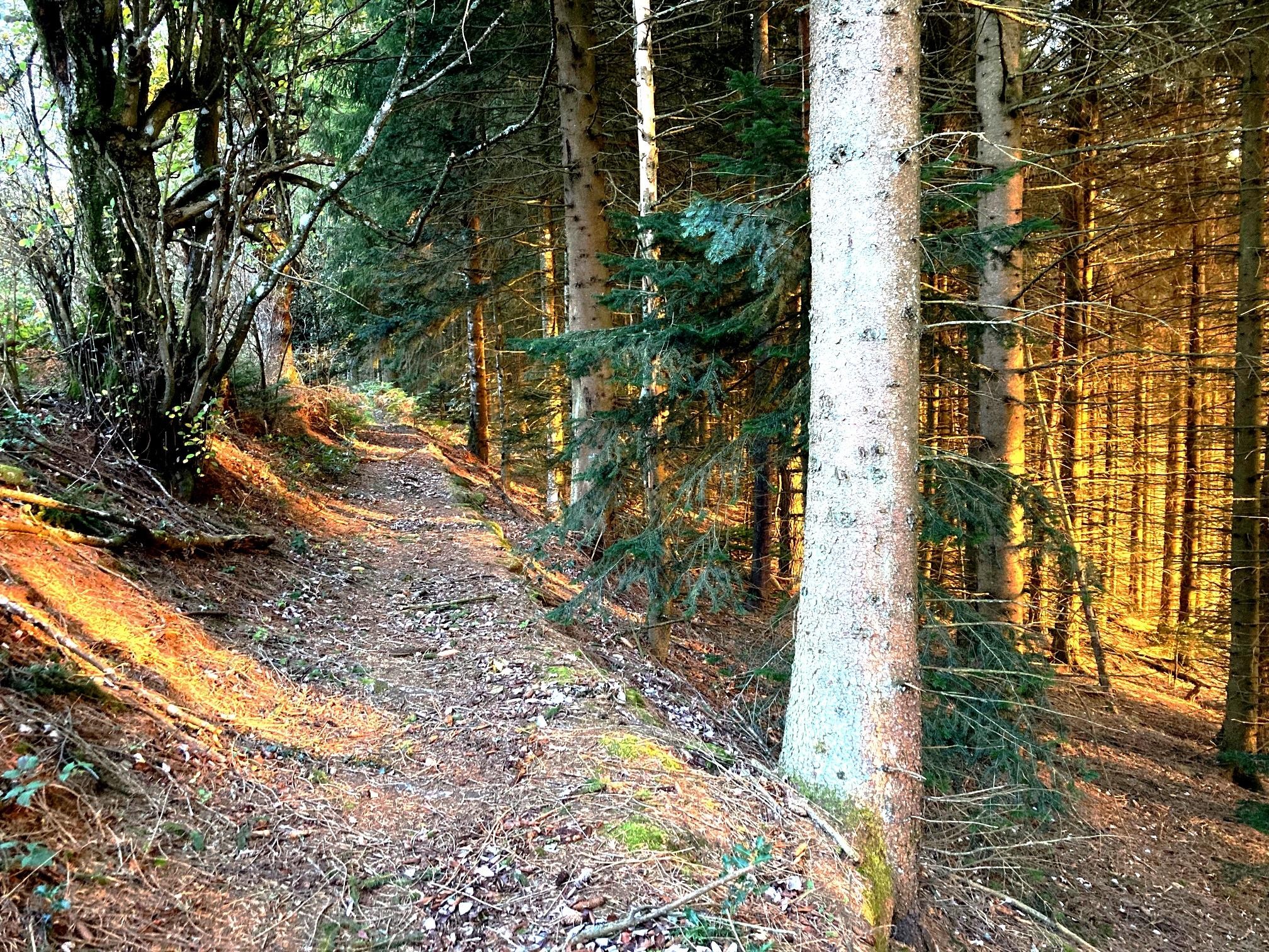 Soleil rasant à travers le bois