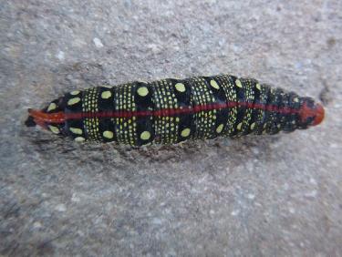 Belle chenille surprise par le froid