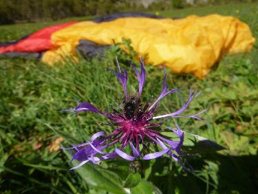 PosÃ© au milieu des bleuets