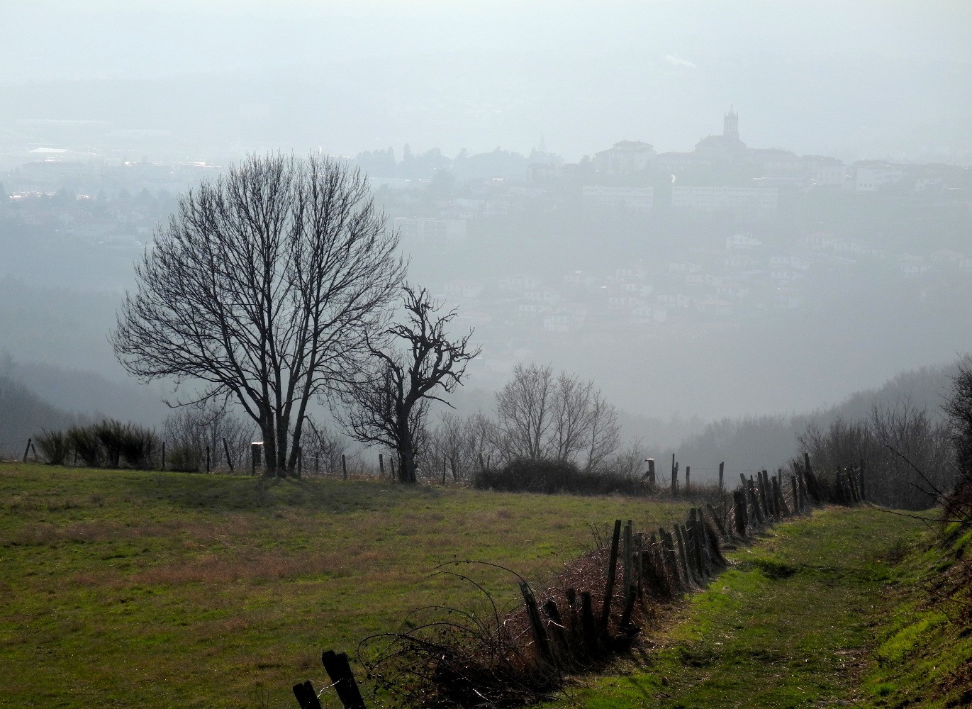 Sorbiers en vue