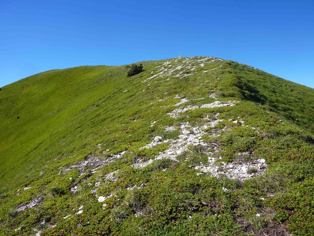 Sortie, avec le sapin rabougri de la sortie des Blandis, et le cairn de l'antÃ©cime nord