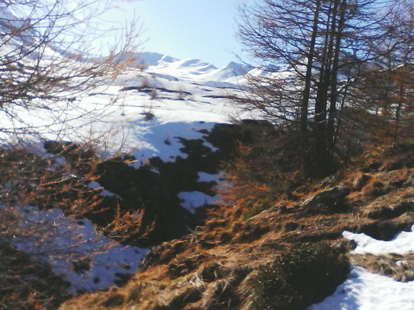 sortie de forÃªt ; on commence Ã  apercevoir la tÃªte de chante-perdrix au fond Ã  G ( ombre)