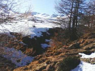 sortie de forÃªt ; on commence Ã  apercevoir la tÃªte de chante-perdrix au fond Ã  G ( ombre)