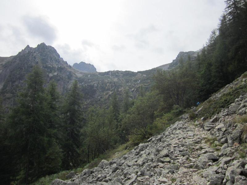 sortie des bois