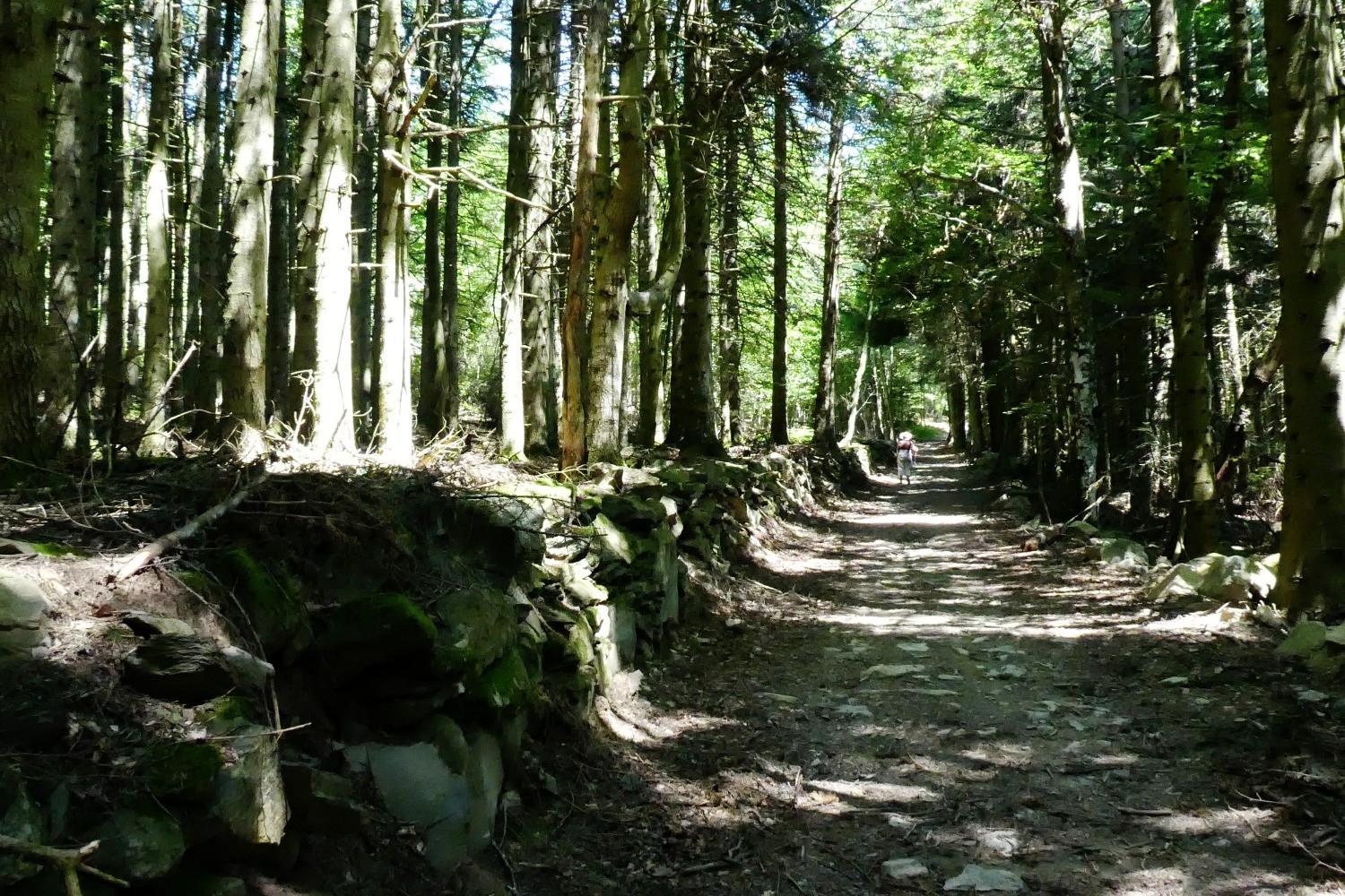 Sous-bois lumineux