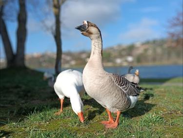 Sous le vent d'Autan