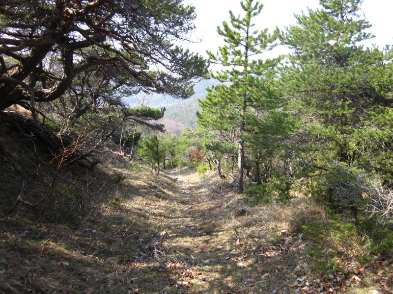 sous les pins