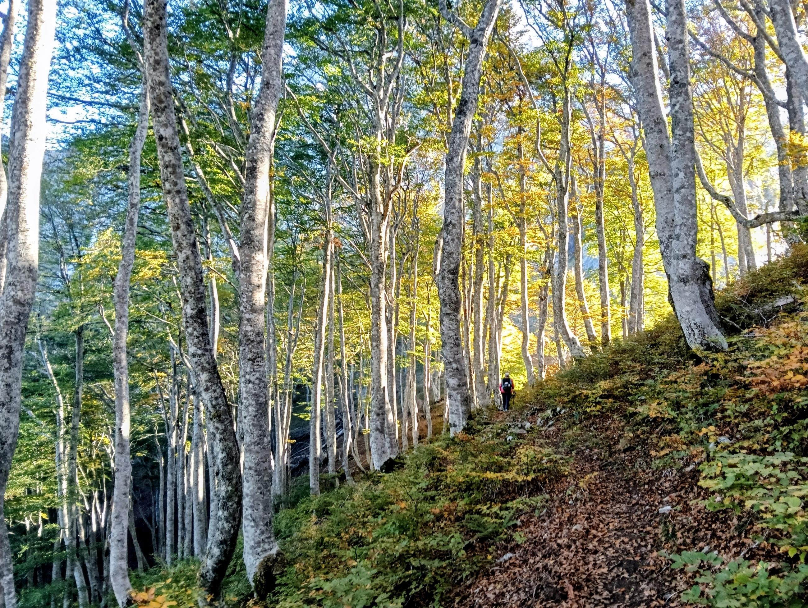 Splendide  sentier
