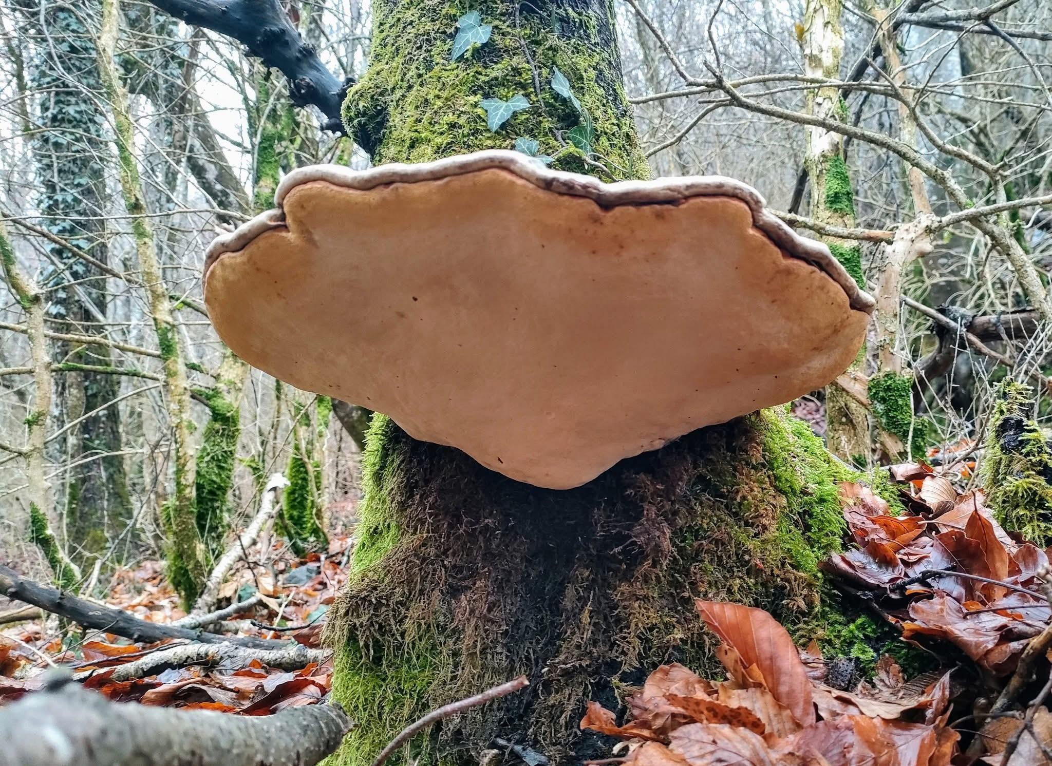 Splendide vol dans les Bauges
