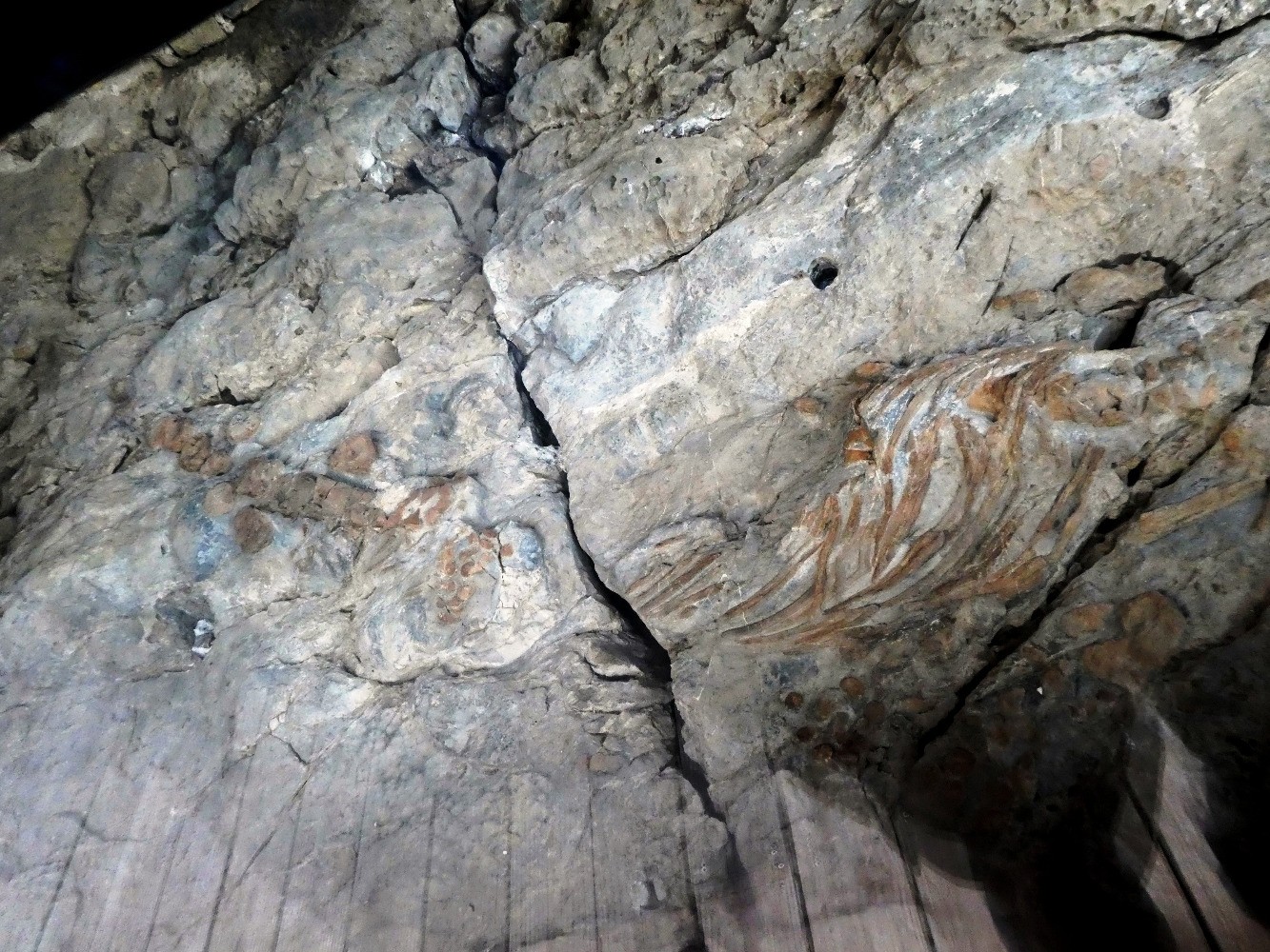Ichtyosaure fossilisÃ© (dÃ©tail)