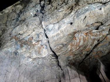 Ichtyosaure fossilisÃ© (dÃ©tail)