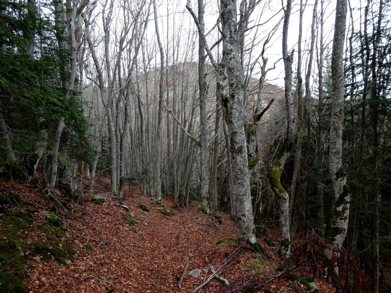 Suc de Sara depuis le sentier du tour (hÃªtraie)