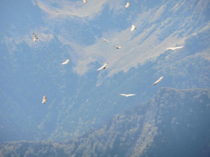 suite de la formation
