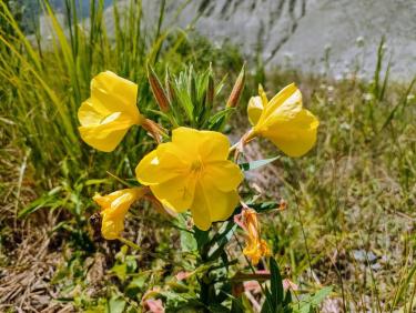 Sur le chemin de la Xalps