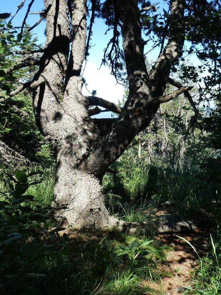 ArÃªte Est : LE pin...