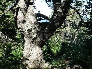 ArÃªte Est : LE pin...