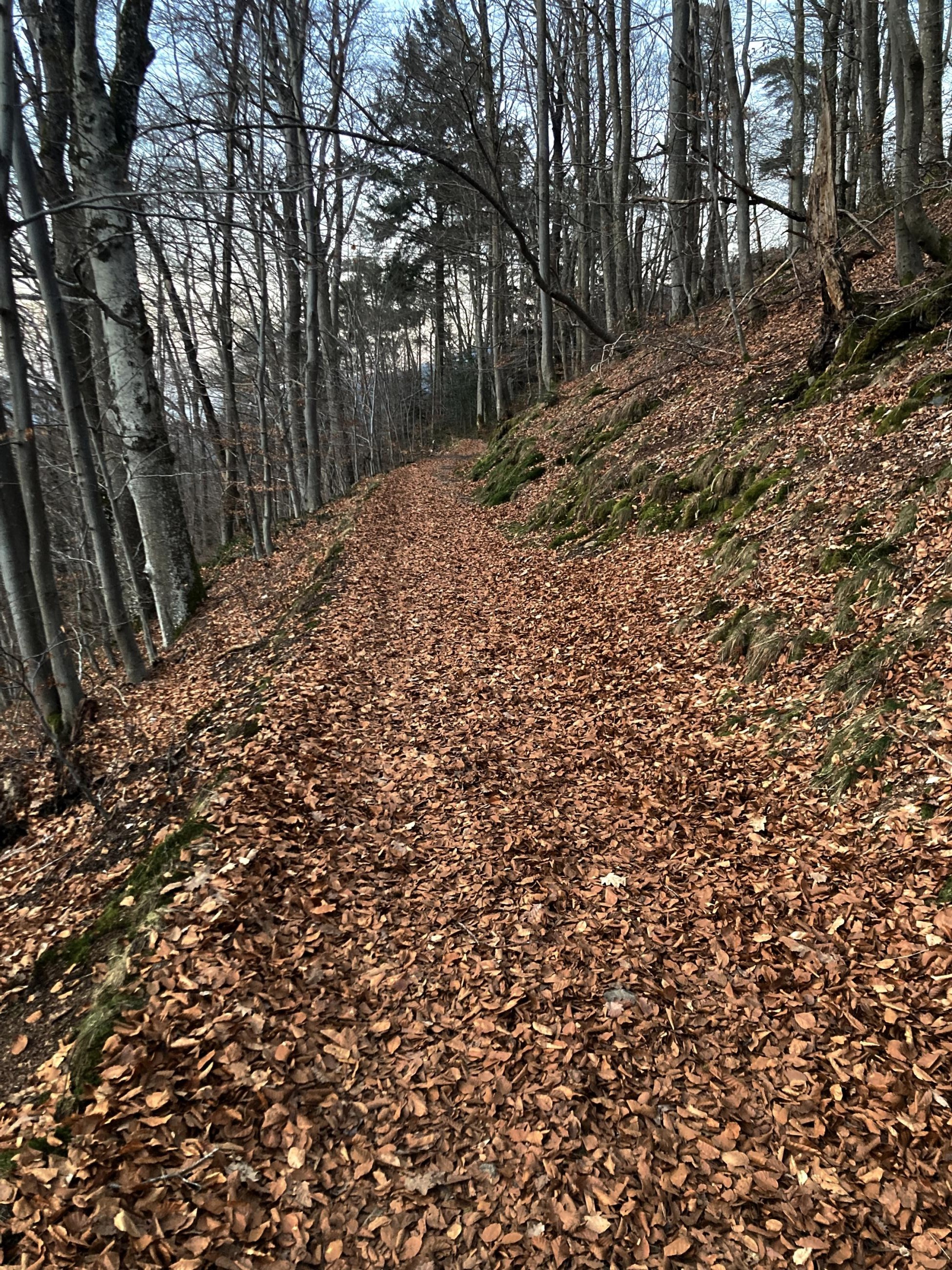 Sur le tapis de la hêtraie
