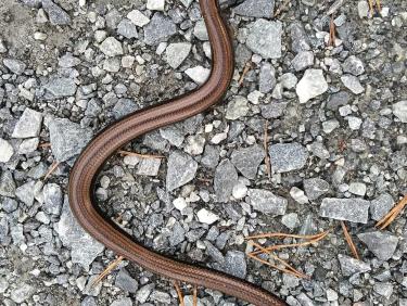 Sur les traces de Ragnar Lothbrok