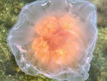 Sur les traces de Ragnar Lothbrok