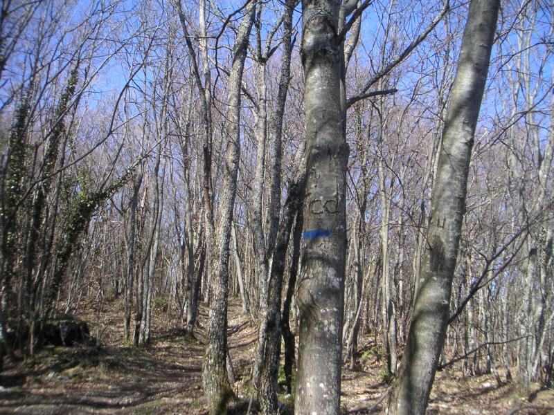 sur l'arbre..CC