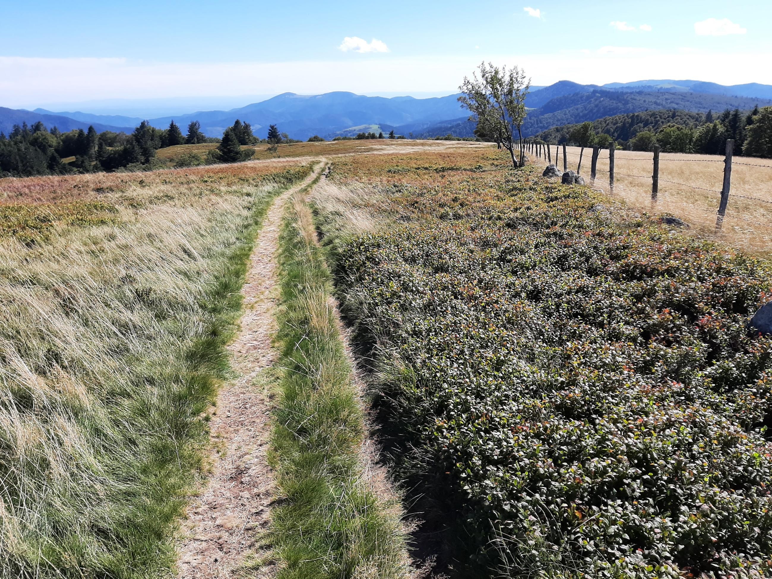 Sur les chaumes du Grand Ventron