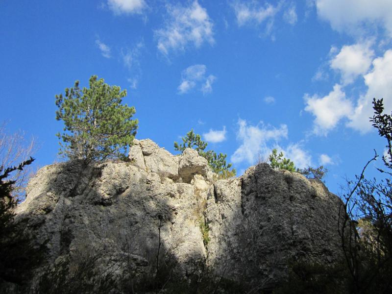 Tête de Carabaou