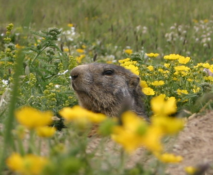 Tête de marmotte